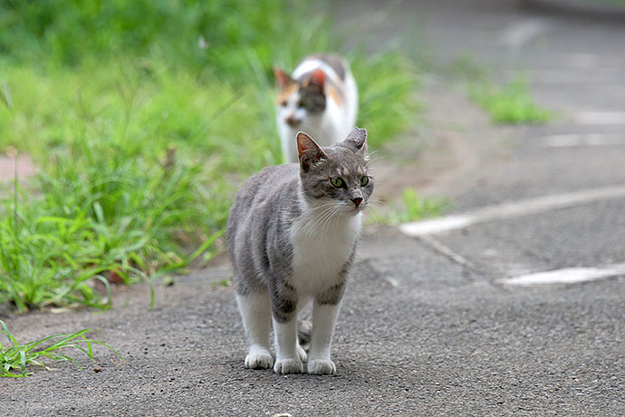 街のねこたち