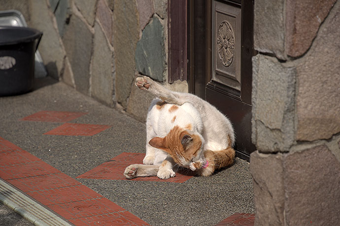 街のねこたち