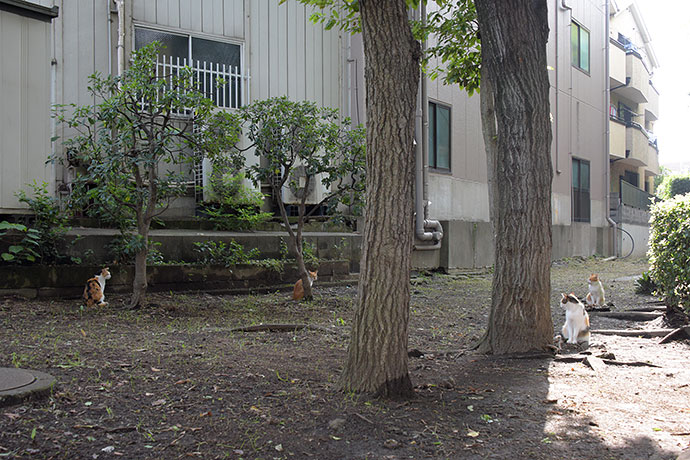 街のねこたち