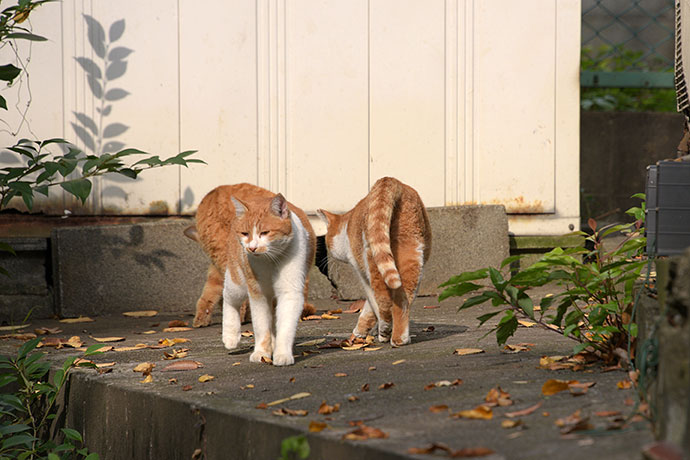 街のねこたち