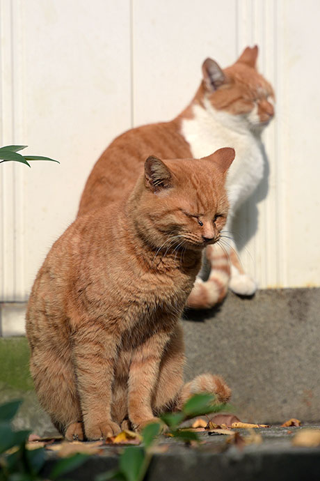 街のねこたち