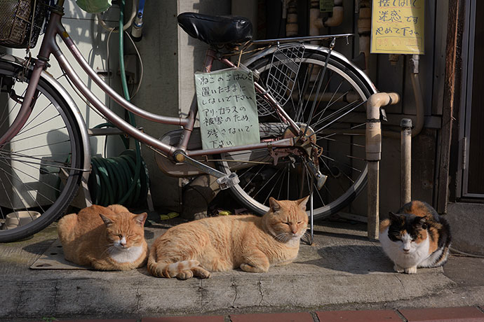 街のねこたち