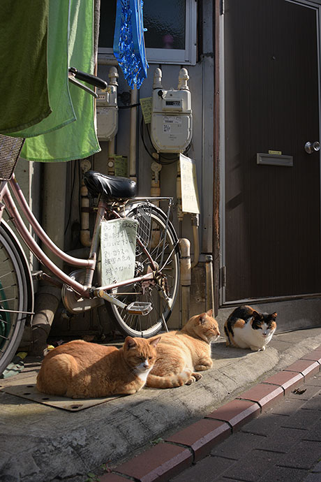 街のねこたち