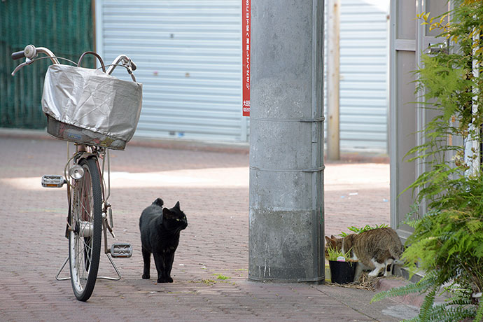 街のねこたち