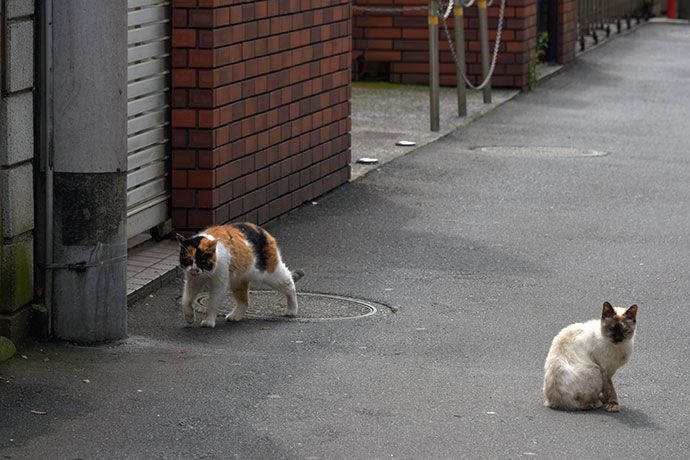 街のねこたち