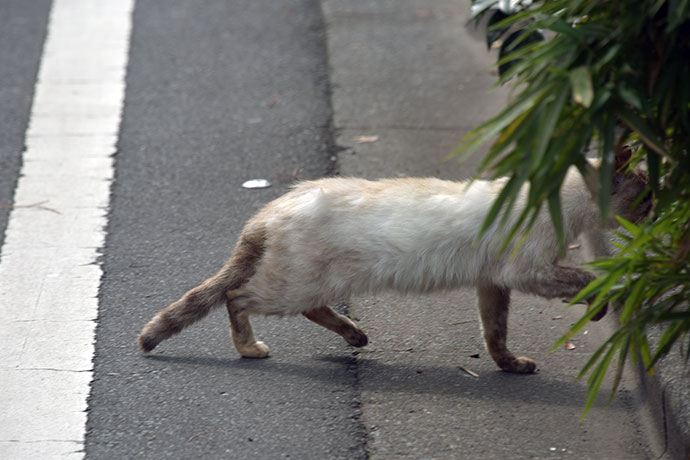 街のねこたち