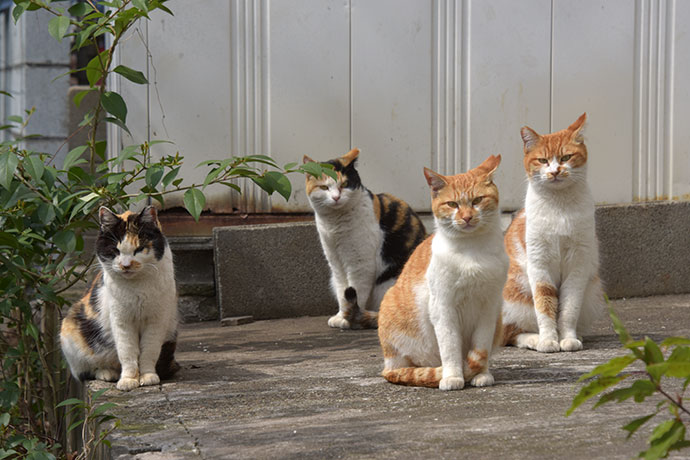 街のねこたち