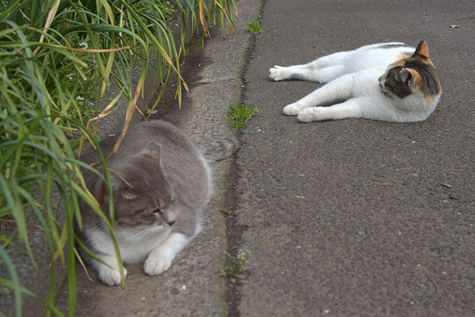 街のねこたち