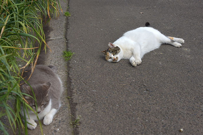 街のねこたち