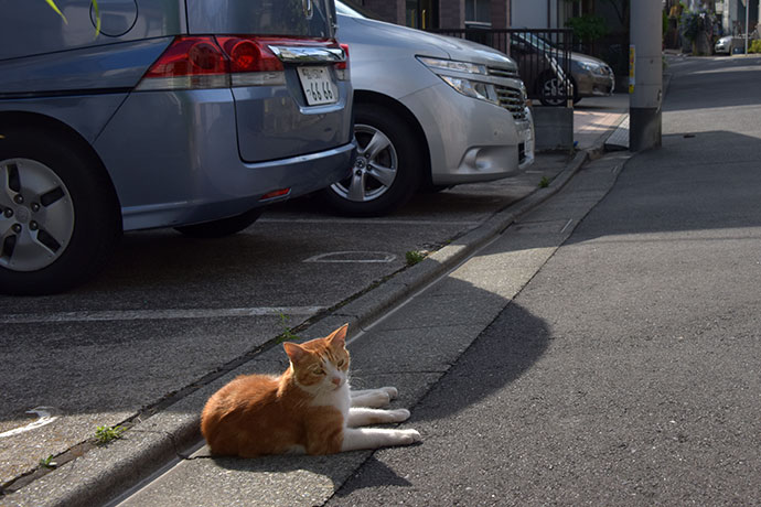街のねこたち