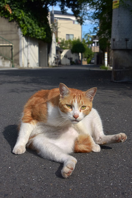 街のねこたち