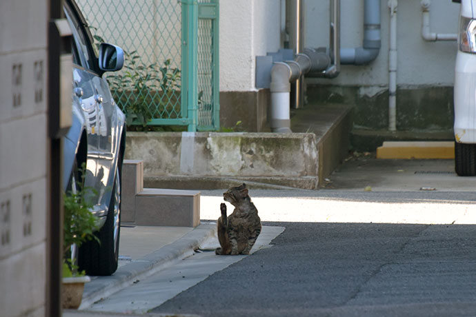 街のねこたち