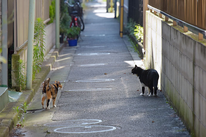 街のねこたち