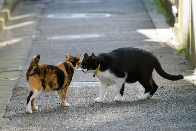 街のねこたち