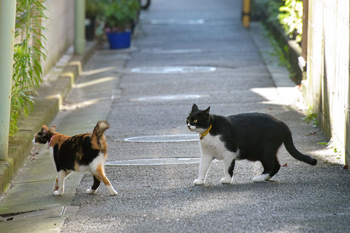 街のねこたち