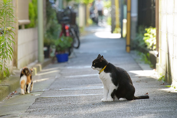 街のねこたち