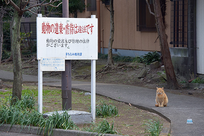 街のねこたち