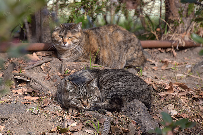 街のねこたち