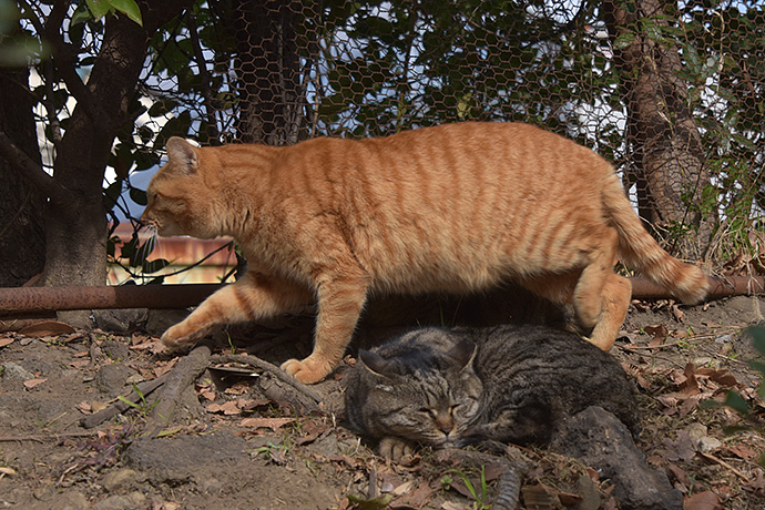 街のねこたち