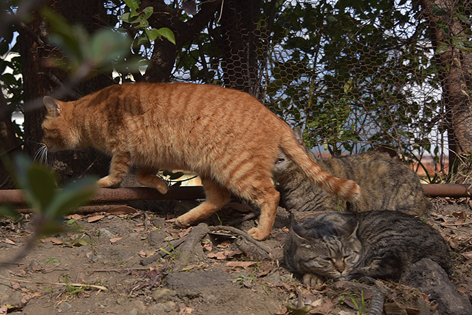 街のねこたち