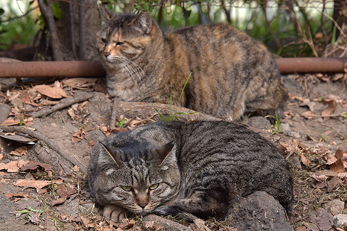 街のねこたち