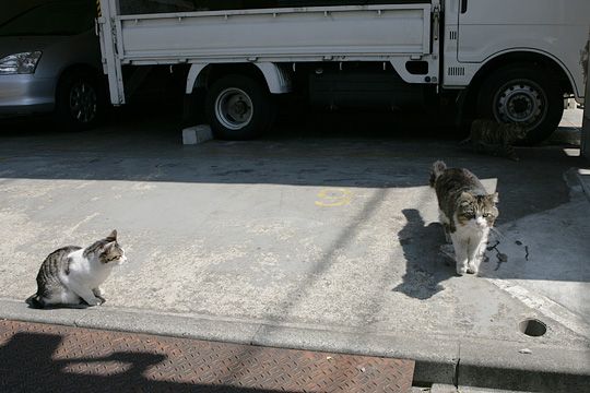 太田区のねこ