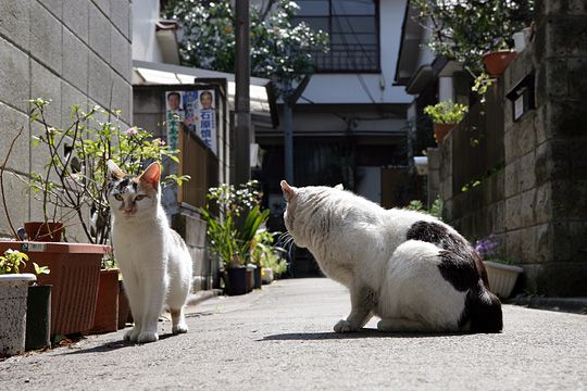 太田区のねこ