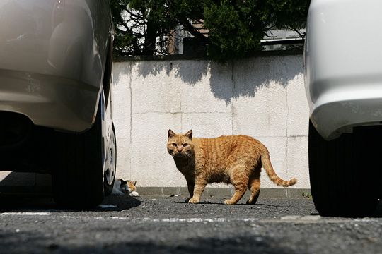 太田区のねこ