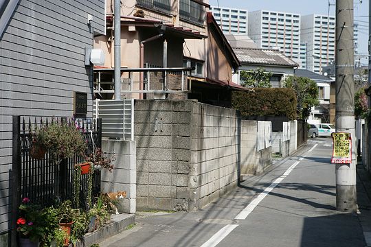 太田区のねこ