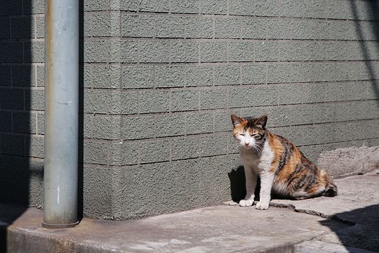 太田区のねこ