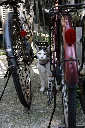 太田区のねこ