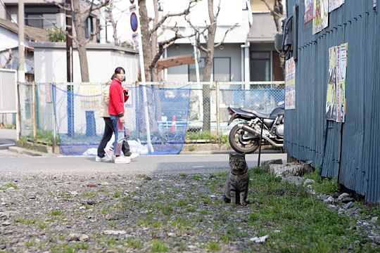 太田区のねこ