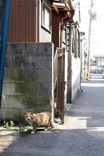 太田区のねこ