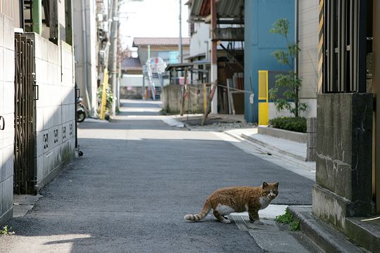 太田区のねこ