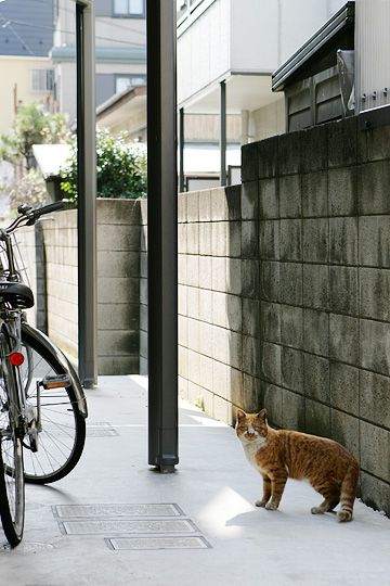 太田区のねこ