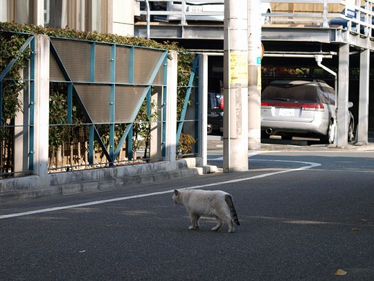 太田区のねこ