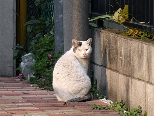 太田区のねこ