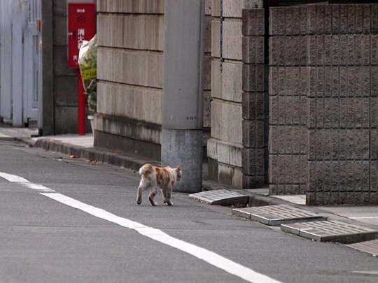 太田区のねこ