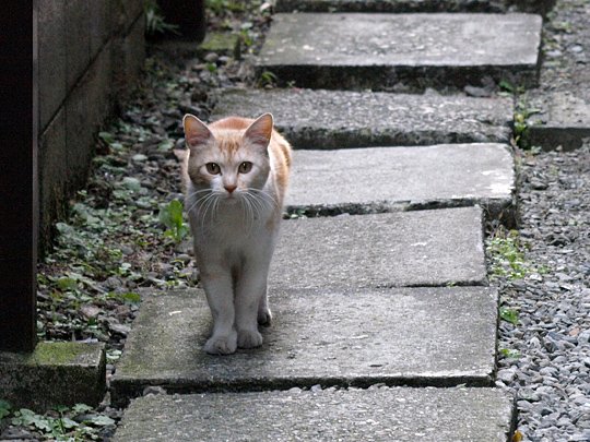 太田区のねこ
