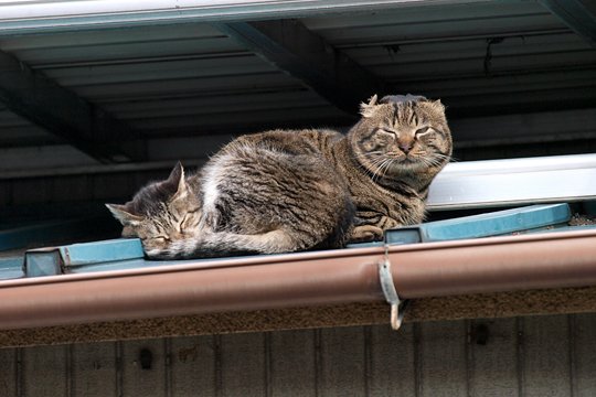 太田区のねこ