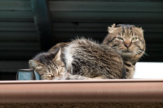 太田区のねこ