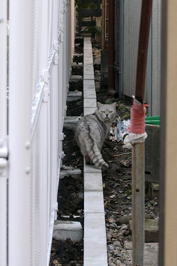 太田区のねこ