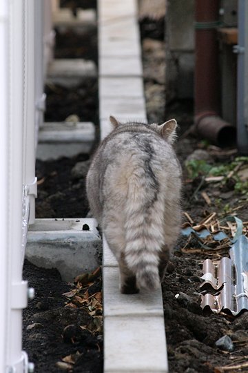 太田区のねこ