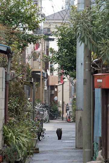 太田区のねこ