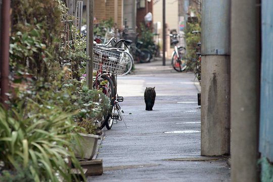 太田区のねこ