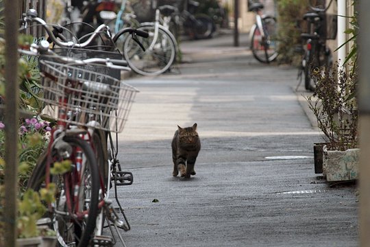 太田区のねこ