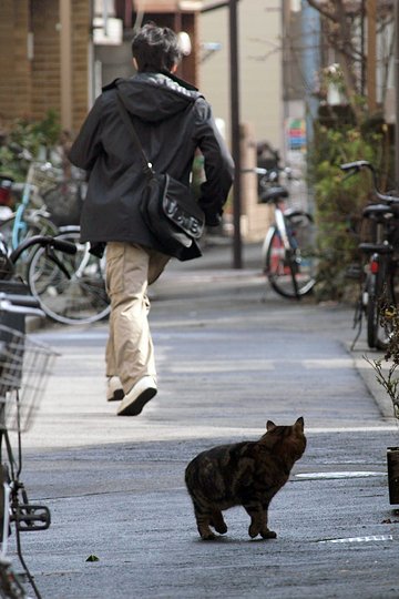 太田区のねこ