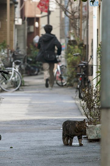 太田区のねこ