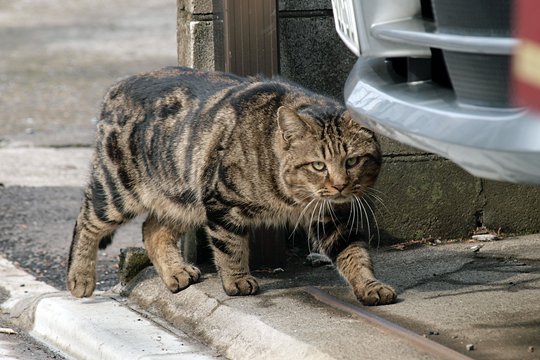 太田区のねこ