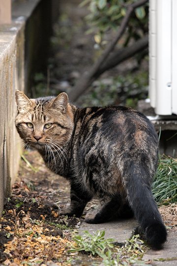 太田区のねこ